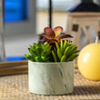 Karlliu Artificial Plants Cute Colourful Succulents in Ceramic Planter Fake Plant Flowers Potted for Home Living Room Office Desk Decor Bathroom Bedroom Indoor Decoration - Homesidy.com