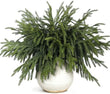 20 Pcs Christmas Norfolk Pine Branches - 18&34; Real Touch Artificial Norfolk Pine Branch Faux Plants Stem Fake Greenery Pine Picks for Vase DIY Crafts Garland Wreath Home Indoor Outdoor Decoration - Homesidy.com