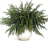 20 Pcs Christmas Norfolk Pine Branches - 18&34; Real Touch Artificial Norfolk Pine Branch Faux Plants Stem Fake Greenery Pine Picks for Vase DIY Crafts Garland Wreath Home Indoor Outdoor Decoration - Homesidy.com