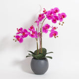 CG Hunter Faux White Orchid Plant, Premium Artificial Indoor Flower Display Stands 25 - Inches with Beautiful Sculptural Blooms and Foliage That Lasts Forever, Grey Planter Pot Included - Homesidy.com