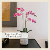 CG Hunter Faux White Orchid Plant, Premium Artificial Indoor Flower Display Stands 25 - Inches with Beautiful Sculptural Blooms and Foliage That Lasts Forever, Grey Planter Pot Included - Homesidy.com
