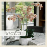 CG Hunter Faux White Orchid Plant, Premium Artificial Indoor Flower Display Stands 25 - Inches with Beautiful Sculptural Blooms and Foliage That Lasts Forever, Grey Planter Pot Included - Homesidy.com