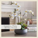 CG Hunter Faux White Orchid Plant, Premium Artificial Indoor Flower Display Stands 25 - Inches with Beautiful Sculptural Blooms and Foliage That Lasts Forever, Grey Planter Pot Included - Homesidy.com