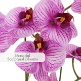 CG Hunter Faux White Orchid Plant, Premium Artificial Indoor Flower Display Stands 25 - Inches with Beautiful Sculptural Blooms and Foliage That Lasts Forever, Grey Planter Pot Included - Homesidy.com