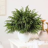 20 Pcs Christmas Norfolk Pine Branches - 18&34; Real Touch Artificial Norfolk Pine Branch Faux Plants Stem Fake Greenery Pine Picks for Vase DIY Crafts Garland Wreath Home Indoor Outdoor Decoration - Homesidy.com