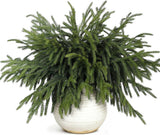 20 Pcs Christmas Norfolk Pine Branches - 18&34; Real Touch Artificial Norfolk Pine Branch Faux Plants Stem Fake Greenery Pine Picks for Vase DIY Crafts Garland Wreath Home Indoor Outdoor Decoration - Homesidy.com