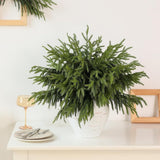20 Pcs Christmas Norfolk Pine Branches - 18&34; Real Touch Artificial Norfolk Pine Branch Faux Plants Stem Fake Greenery Pine Picks for Vase DIY Crafts Garland Wreath Home Indoor Outdoor Decoration - Homesidy.com